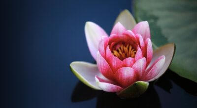 water-lily-1825477_1920